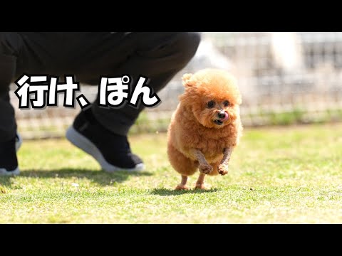 【また涙腺崩壊】家宝になる愛犬写真はこうして撮りました