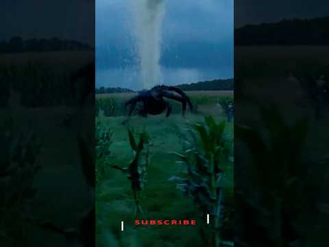 What's Happening In This Cornfield?