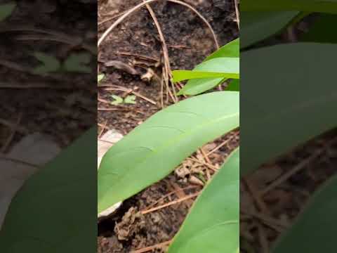 #plantation #forest #margallahills #plants #life #lungs #of #the #world #life #attachmenthealing