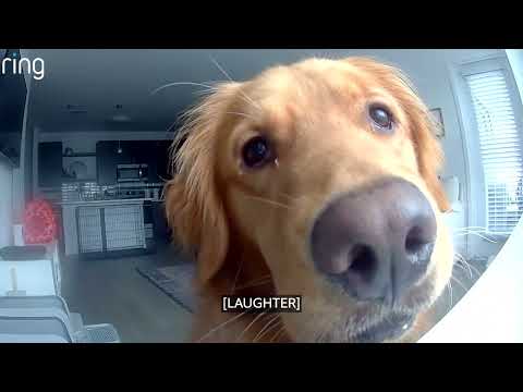 Frank Is a Good Boy | RingTV