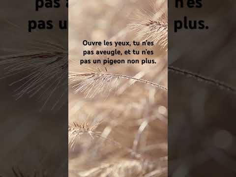 Ouvre-les #citation #proverbes #vigilance #redflags #youtubeshorts #ytshorts #youtube #pigeon #yt