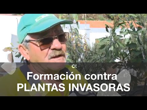 Cursos formativos en El Hierro para proteger la flora autóctona de especies invasoras