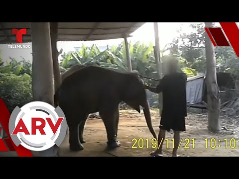 Elefantes torturados en Tailandia están a punto de morir | Al Rojo Vivo | Telemundo
