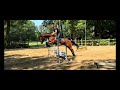 حصان القفز Talentvol springpaard (Comme iL Faut ) 4 jaar uit top merrielijn