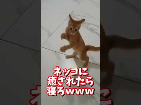 猫の動画サムネイル - ネッコの動画で癒されたら寝ろｗｗｗ　#2ch  #動物  #猫 #癒やし #ねこ動画