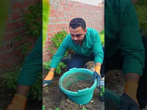 اتحداك النعناع يفشل عندك بعد الفيديو ده 🌿☕ الجزء الأول #اشجار #زراعة #زراعة_الأسطح #garden #plants