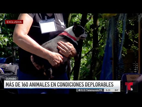 Encuentran más de 160 animalitos en pésimas condiciones en Gurabo