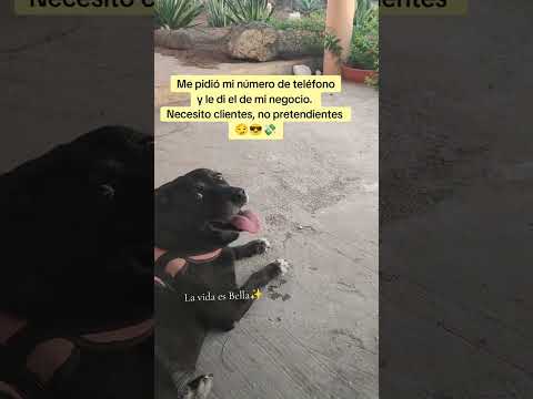Necesito clientes ⚠️ No pretendientes 😏😎#clientes #amor #ligar #animalshorts #humor #memesviral