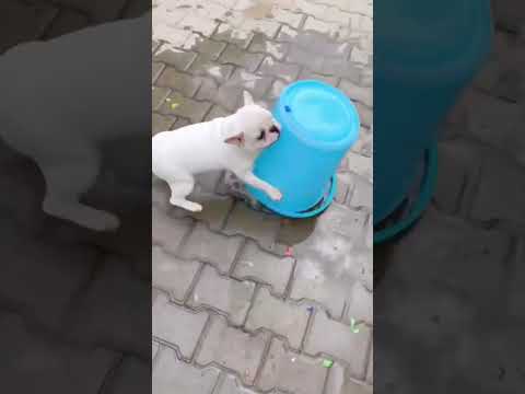 The clever dog caused damage as soon as he woke up 🐕😇🥰 #short #enjoy