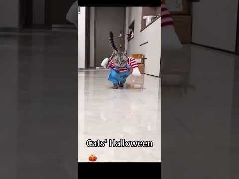 This kitty is ready for Halloween!!🎃 #viral #trending #animals