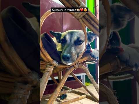 Sursuri in frame🐶😍🤣 #shorts #ytshorts #desidog sursuri #indie #animallovers #voiceforvoiceless