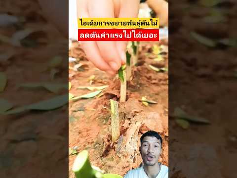 ไอเดียขยายพันธุ์ต้นไม้แบบง่าย