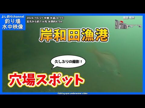 【久しぶりの撮影！】穴場スポット！大阪の釣り場「岸和田漁港」2024年10月 秋の水中映像 No.403