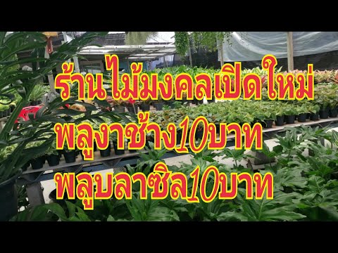 ต้นไม้มงคลร้านเปิดใหม่EP2ตลาด