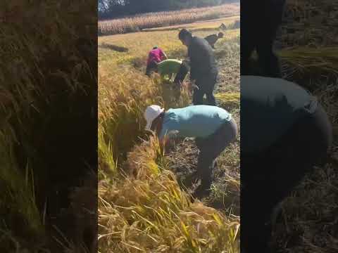 #automobile #foodproduction #amazingmachinery #machinerychannel #agriculture #farm #foodindustry