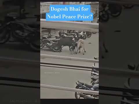 Watch how a brave street dog stops fight between two bulls #dogshorts #dogvideos #dogeshbhai