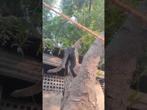 Adventures of Black cat| #cat #catlover #kitten #catvideos #catsoftiktok #catstagram #cutecat #kitty