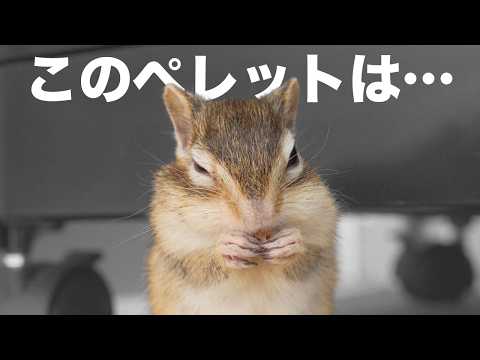 シマリスまめたに新しいペレットをあげたら衝撃の結果に…