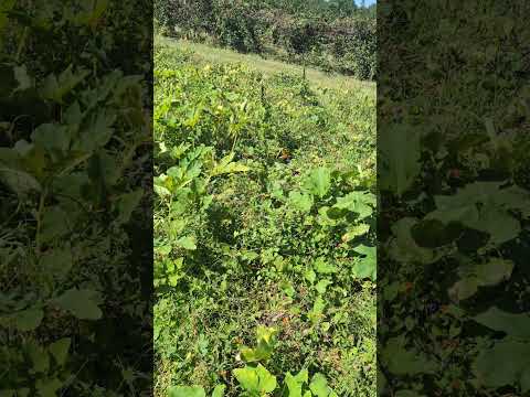 #a day in the farm#u pick pumpkin #