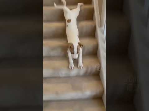 FUNNY DOGS #funny #comedypets #familyfriendly #memes #cats #cat #dogs #animals #dogsmile