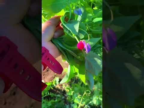 เก็บยอดถั่วลันเตาอวบๆใหญ่ๆเอา