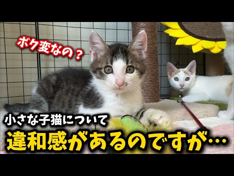 猫の動画サムネイル - 子猫の体が他の子と違っている事に気が付きました
