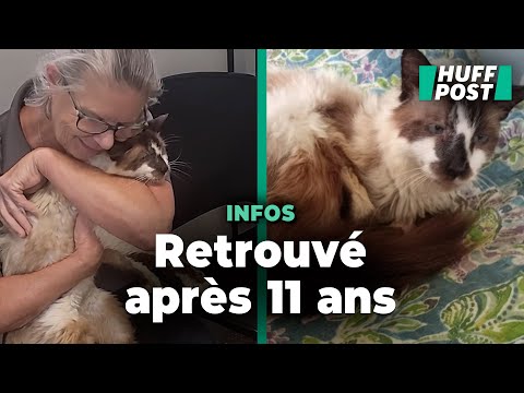 Cette Américaine a retrouvé son chat 11 ans après l’avoir perdu (et c’est grâce à sa puce)