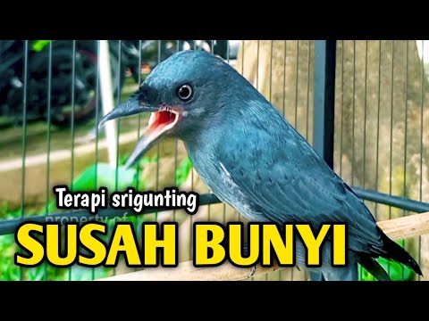 srigunting abu abu gacor AMPUH buat PANCINGAN srigunting abu biar bunyi | burung srigunting gacor