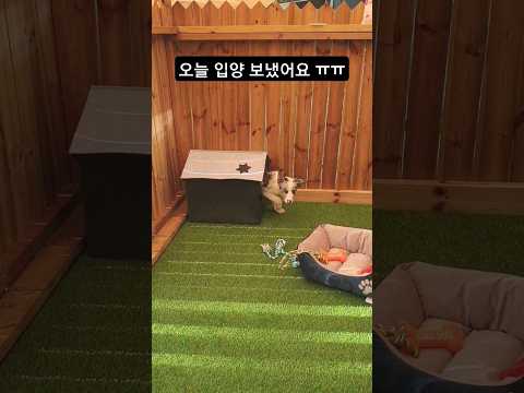 오늘 막내 보더콜리 입양 보냈어요 #shorts