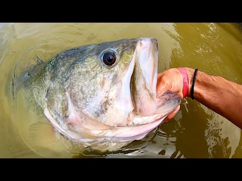 The BIGGEST URBAN BASS I’ve seen in YEARS!! (On a SWIMBAIT)