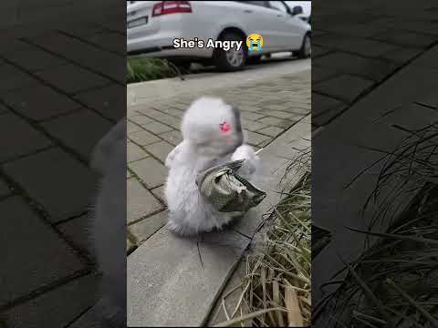 Cute baby Panguins got angry 😠😚 #shortvideo #cuteanimals #viralvideo #penguin #viralvideo #trending