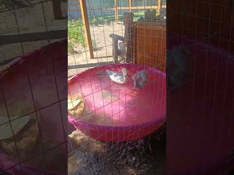 Ducks love a fresh clean pool