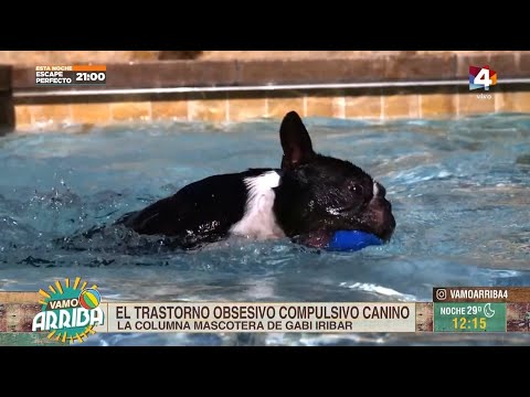 Vamo Arriba - El trastorno obsesivo compulsivo canino