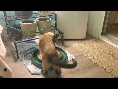 Siamese Cat is a Pro with Turbo Scratcher Ball