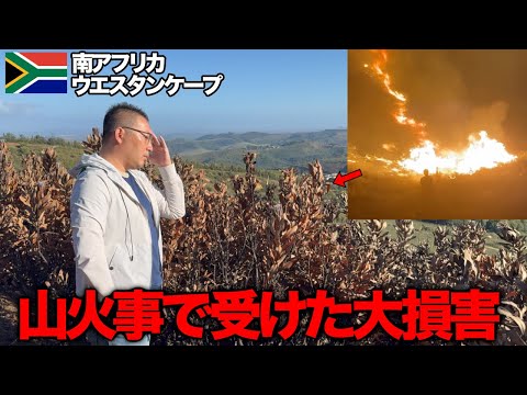 山火事の被害で大損害にあったプロテア農場の実情...