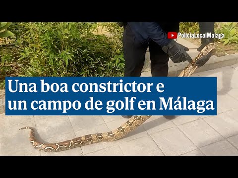 Capturan una serpiente boa constrictor de 2,30 metros cerca de un campo de golf en Málaga