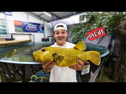 Shopping for EXOTIC FISH to go in My SHARK POND!! In today’s video we went to @TopShelfAquatics in search for exotic saltwater fish to put into the 