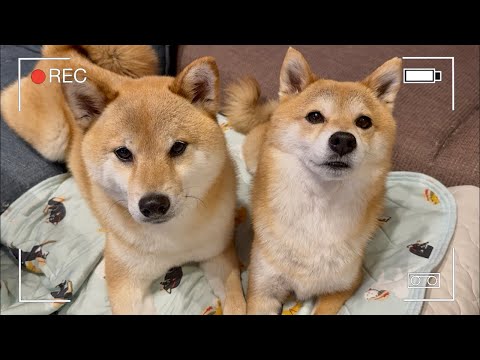 久しぶりのYouTubeライブ🐶🐶お話ししましょう😍✨