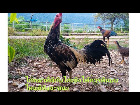 ไก่พม่าที่ตีกับไก่เชิงใด้และชน ไก่พม่าที่ตีกับไก่เชิงใด้และชน