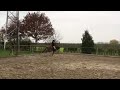Dressuurpony Talentvolle Sport pony ( new video)