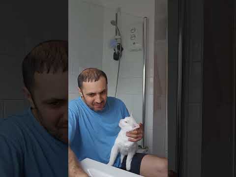 #shorts #shortsvideo #cats #catlover #cat #catlover #киса #кошка #кошки #топ #cute #bella24 #top #я