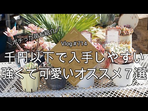 【Vlog714】【多肉植物】千円以下で入手しやすい🌸強くて可愛いオススメ７選【ポチった苗も紹介】