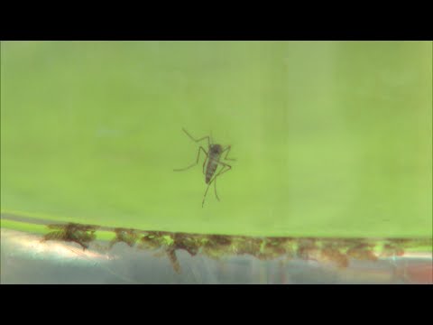 Panamá contabiliza 5,056 casos de dengue y 6,714 de malaria