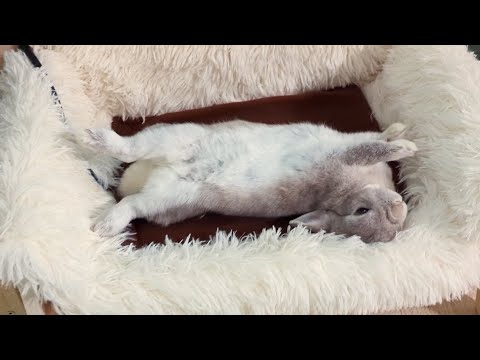 １日中見張ってないとすぐ兎であることをサボってしまうウサギさん