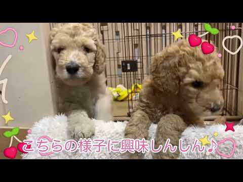 スタンプー子犬、ご家族募集中!