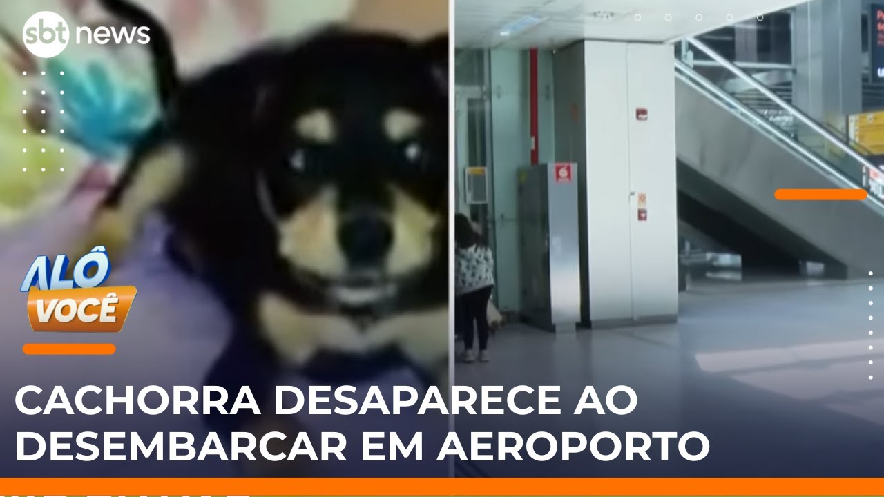 Cachorra desaparece em desembarque e é encontrada vagando em aeroporto | AloVoce