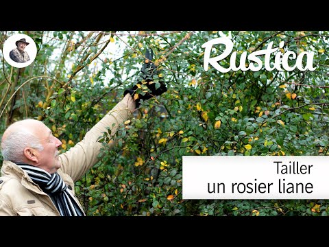 Tailler un rosier liane