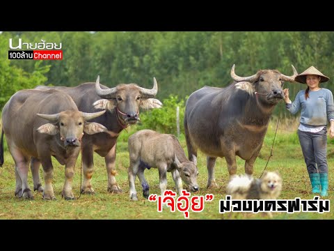 ชมควายงามกับ-แม่อุ้ย-ม่วงนครฟา ชมควายงามกับ-แม่อุ้ย-ม่วงนครฟา