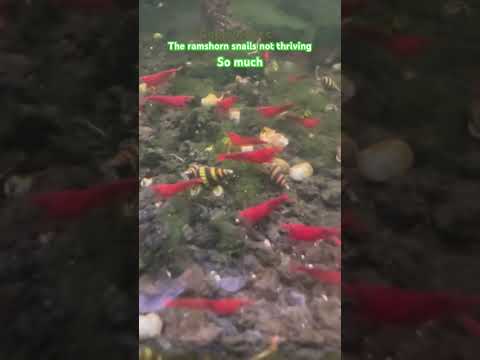 Can assassin snails and cherry shrimp thrive toget 