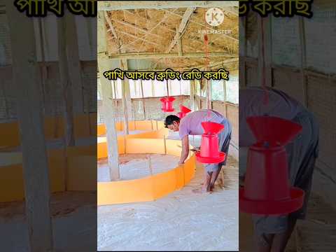 🐣ব্রুডিং রেডি করছি পাখি আসবে 🌿#shorts #shortvideo #shortsfeed #farming #brooding #pets #birds#farm